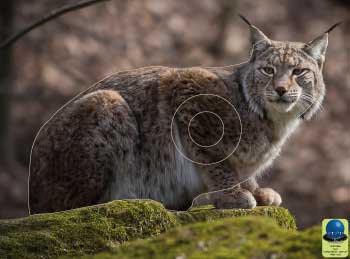 PG 22 Lynx