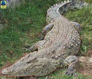 MG 195 Crocodile