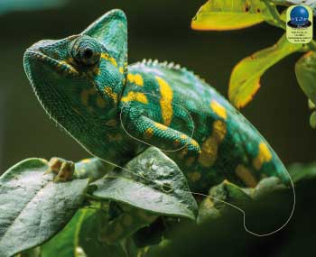 PA 51 Caméléon