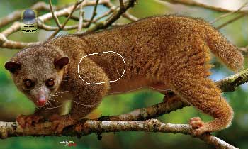 PA 721 Kinkajou
