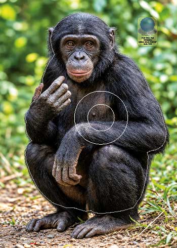 PG 750 Chimpanzé