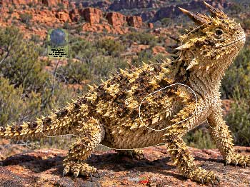 PA 727 Lézard Cornu