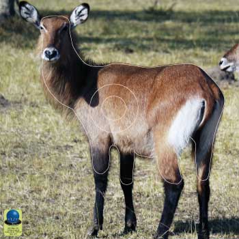 PG 341 Antilope Sing Sing