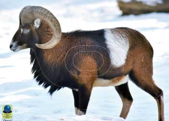 MG 134 Mouflon