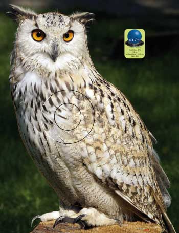PG 576 Hibou