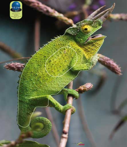 PA 473 Caméléon