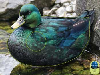 PA 52 Canard
