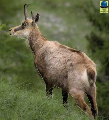 PG 7 Chamois