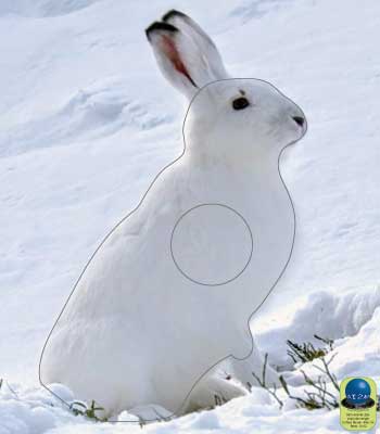 PA 355 Lapin des neiges