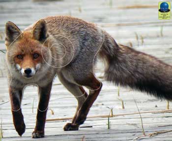 PG 350 Renard