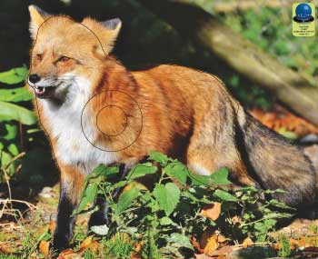 PG 34 Renard