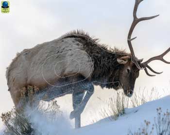 GG 386 Cerf