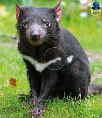 PA 302 Diable de Tasmanie