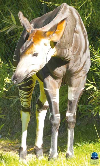 MGH 135 Okapi