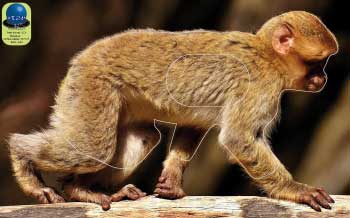 PA 212 Macaque