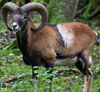MG 234 Mouflon