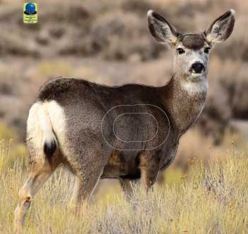 MG 531 Biche