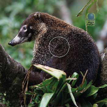 PA 706 Coati