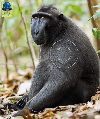 PG 349 Macaque à crète