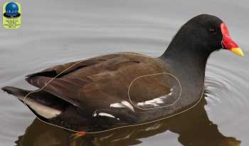 PA 268 Poule d'eau