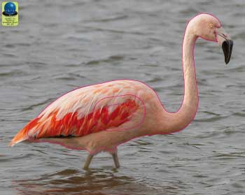 PG 110 Flamant rose