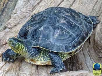 PA 270 Tortue