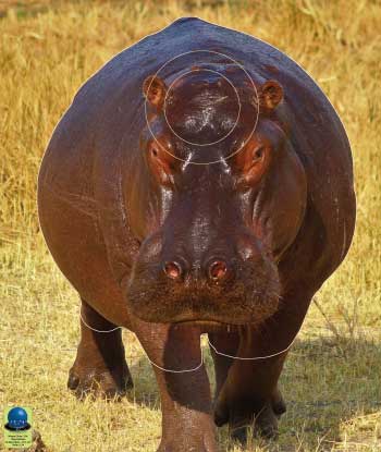 MG 374 Hippopotame