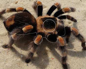 PA 528 Tarantule