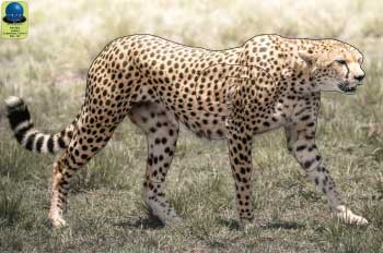 PG 15 Guépard
