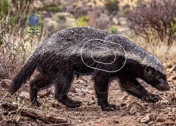 PG 749 Ratel
