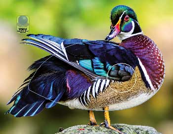 PA 716 Canard Branchu