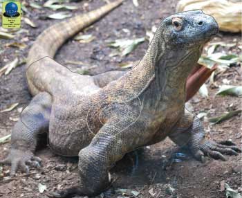 PG 45 Varan