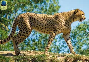 PG 14 Guépard