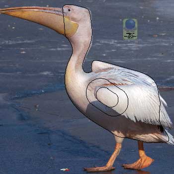 PG 747 Pélican