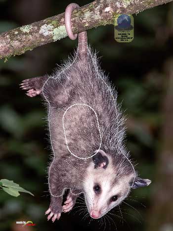 PA 724 Opossum