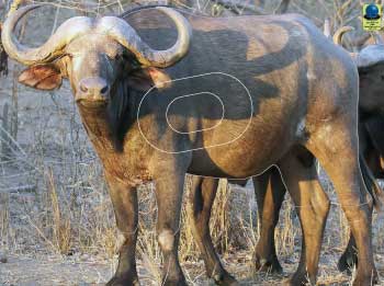 GG 154 Buffle