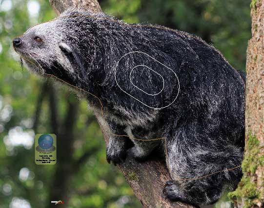 PG 659 Binturong