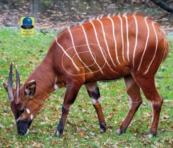 PG 574 Bongo