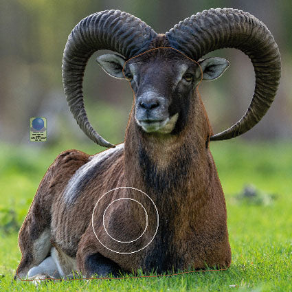 MG 655 Mouflon