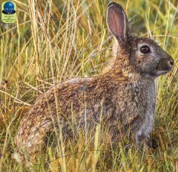PA 77 Lapin
