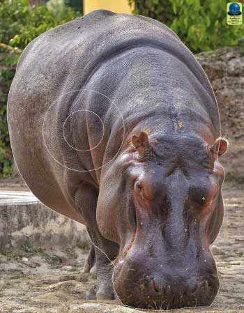 GG 162 Hippopotame