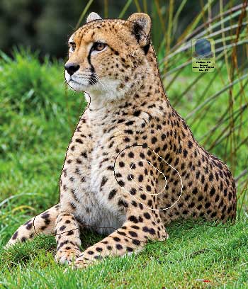 PG 729 Guépard