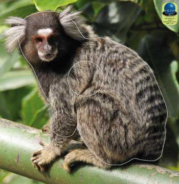 PA 201 Ouistiti