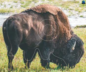 GG 385 Bison