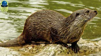 PA 83 Loutre