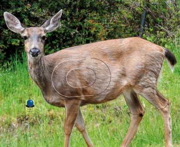 GG 565 Biche