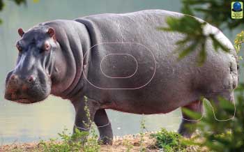 GG 221 Hippopotame