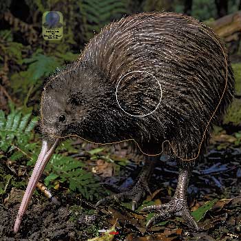 PA 718 Kiwi