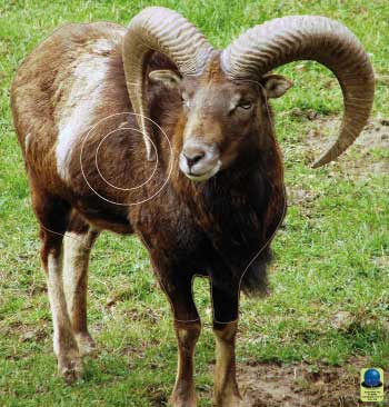 MG 193 Mouflon