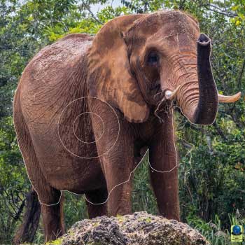 GG 387 Eléphant